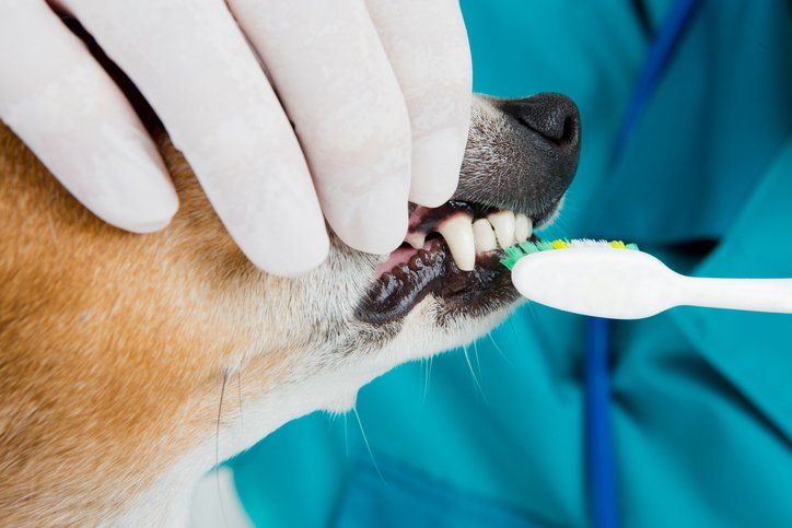 Pet Dentistry in Comanche, TX