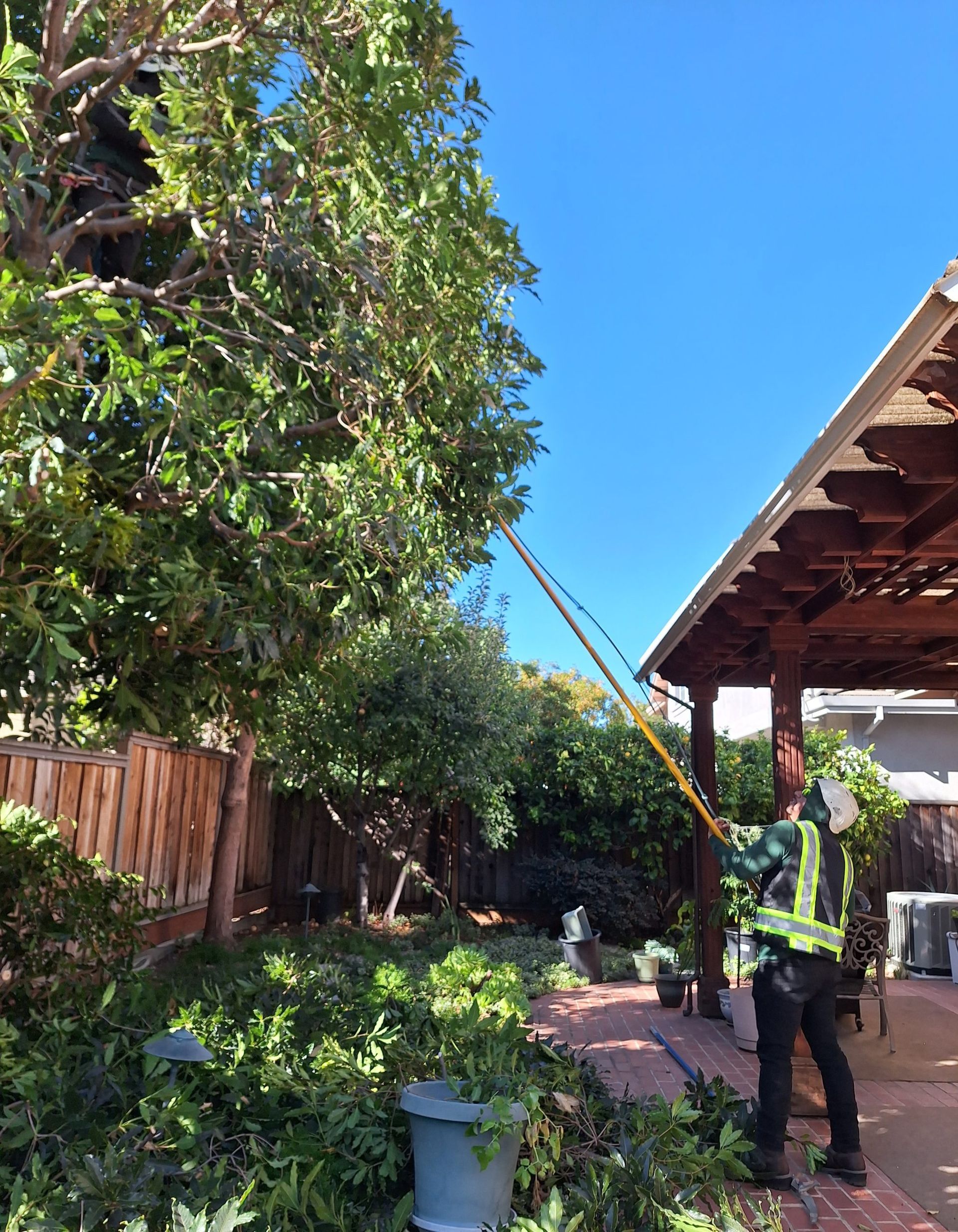 A man is cutting a tree in a backyard with a long pole.