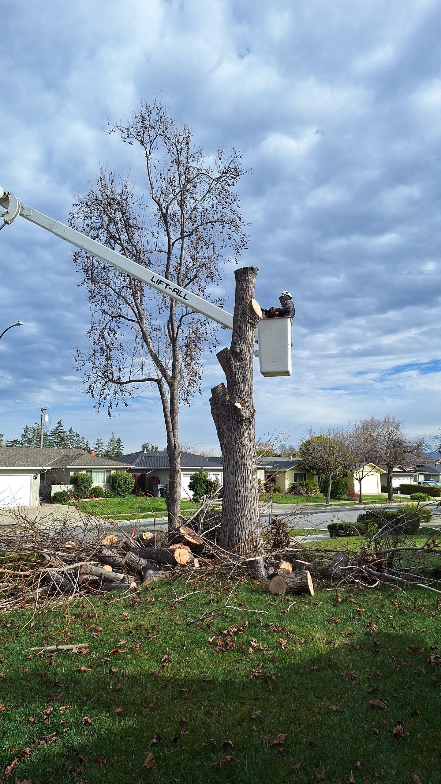 A tree is being cut down by a crane in a yard.