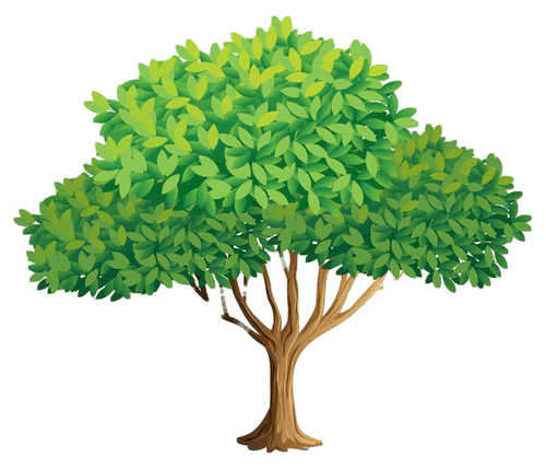 A cartoon illustration of a tree with green leaves on a white background.