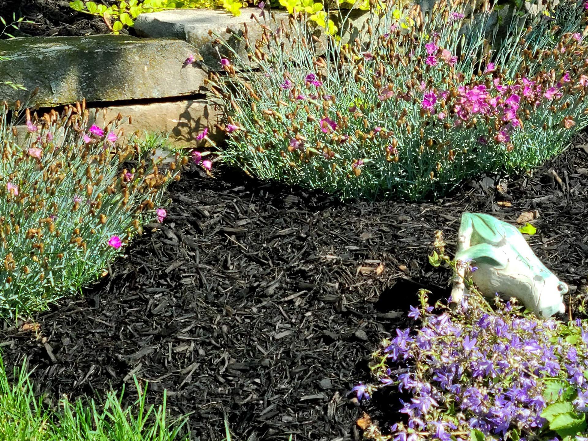 A garden bed with black mulch, pink flowers, green foliage, and a white frog statue.