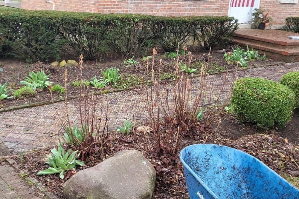 Garden bed with brown stalks, green plants, a blue wheelbarrow, and a brick house.