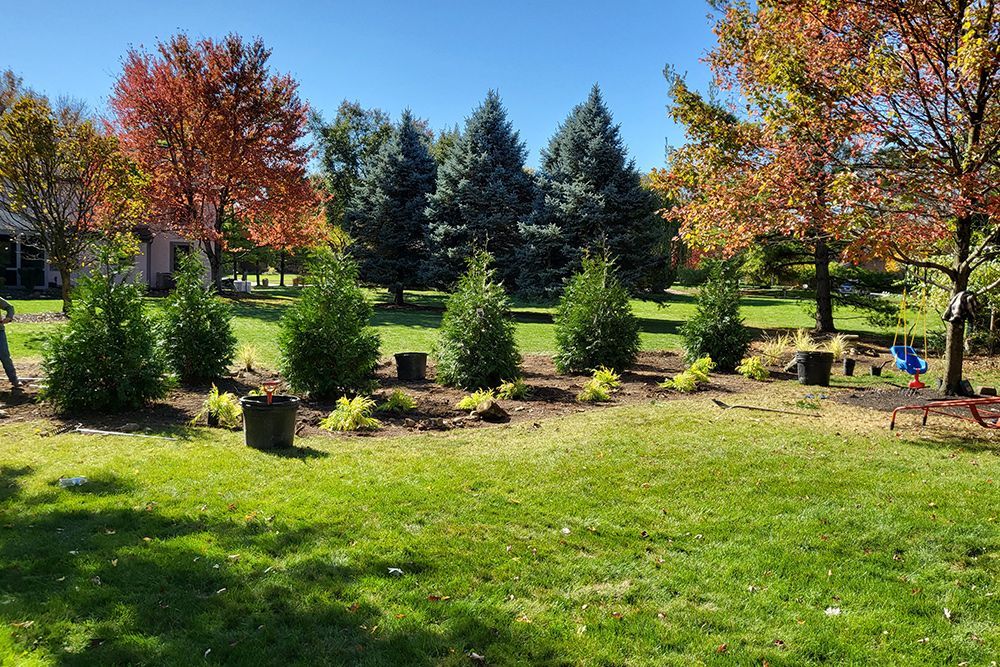 Lush green yard with a row of young evergreen trees, fall foliage trees in the background under a bright blue sky.