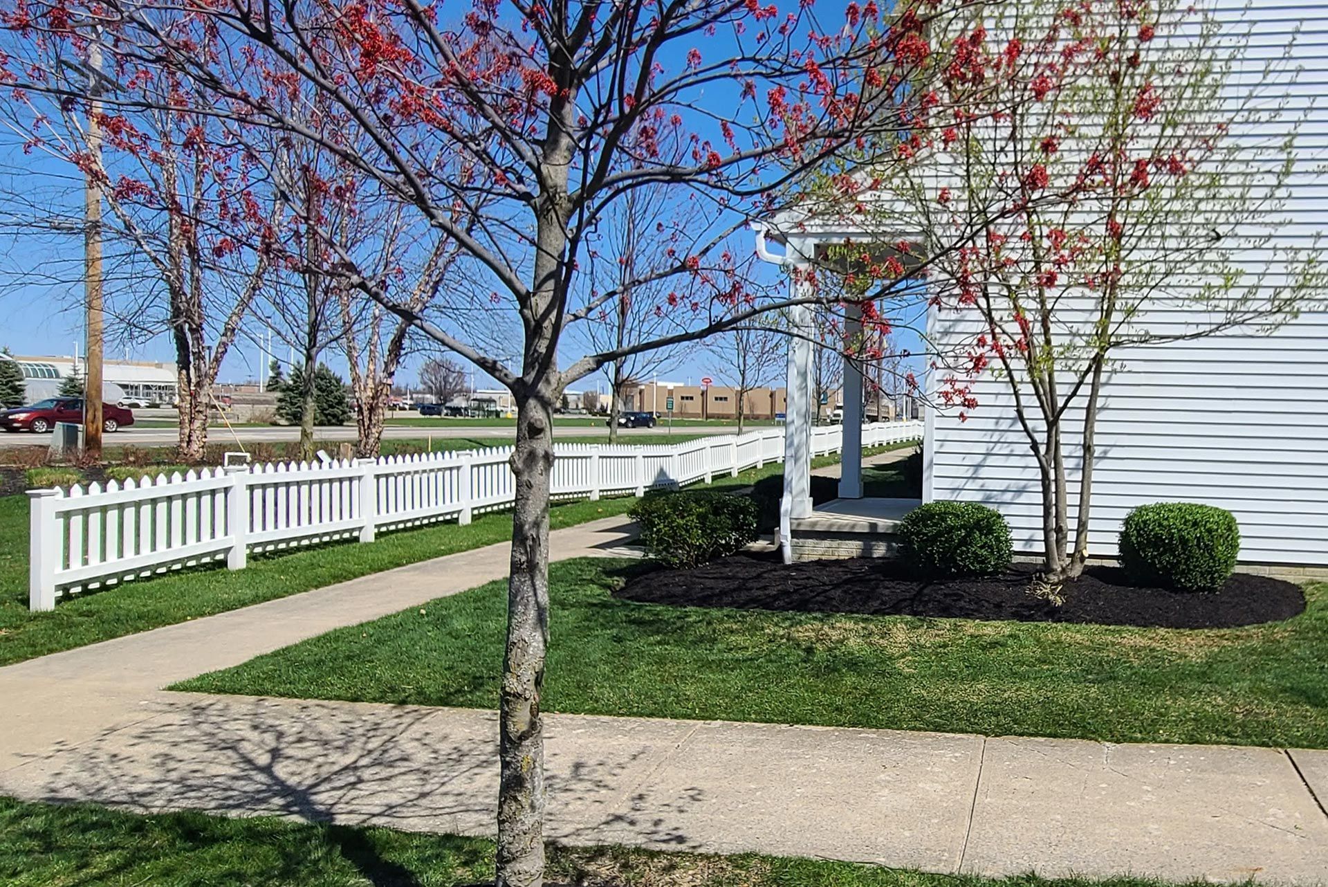 Picket fence surrounds a walkway. Trees with red buds frame a white-sided house. Sunny day.