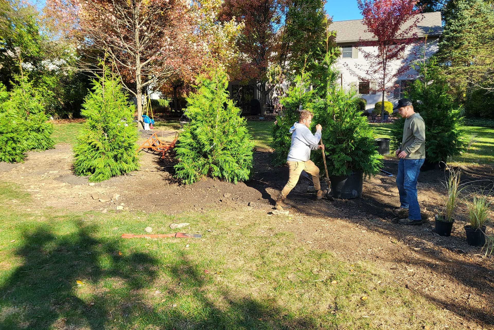 Two people planting evergreen trees in a yard on a sunny day.