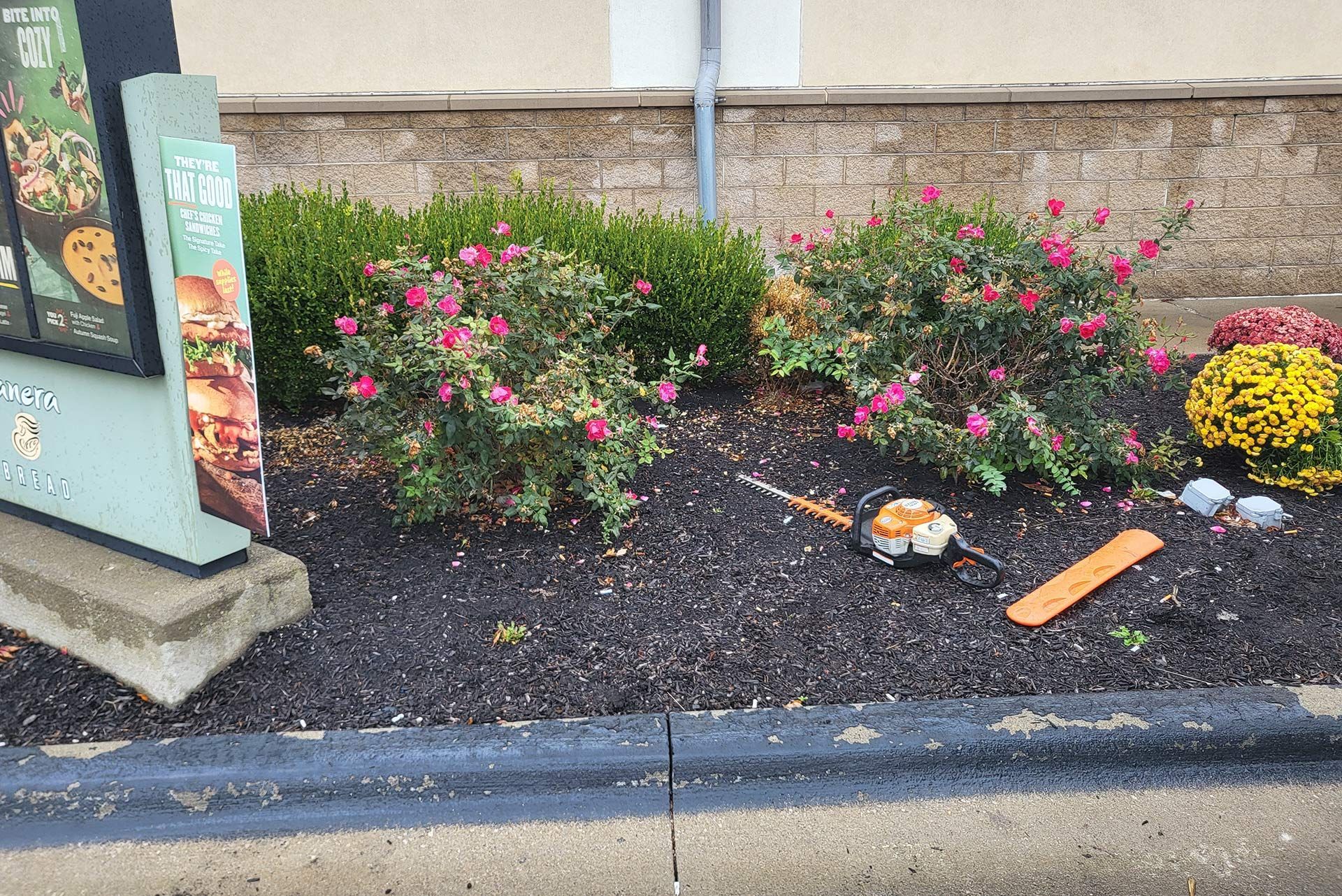 Landscaped bed with flowering bushes next to a fast-food drive-thru; a hedge trimmer and debris on the dark mulch.3 Suns of Columbus LLC
