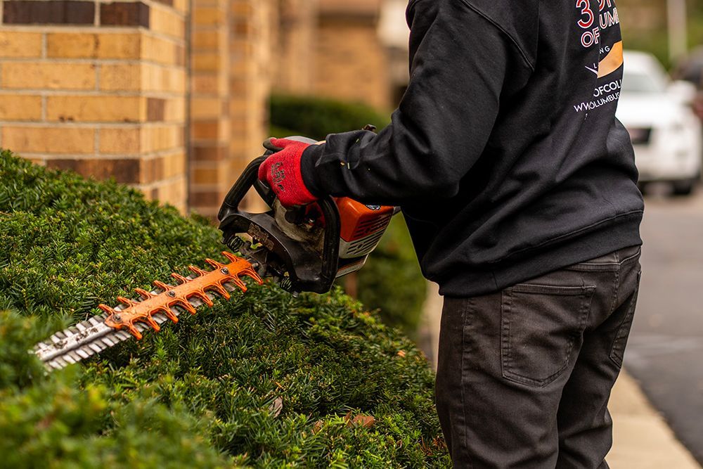 Person trimming a green bush with a hedge trimmer near a brick wall.