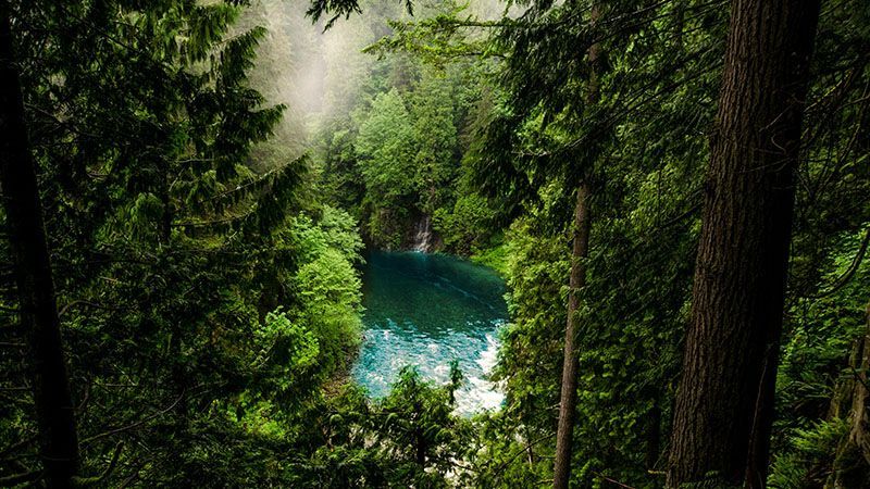 A dense forest with a clearing and blue pool in the middle