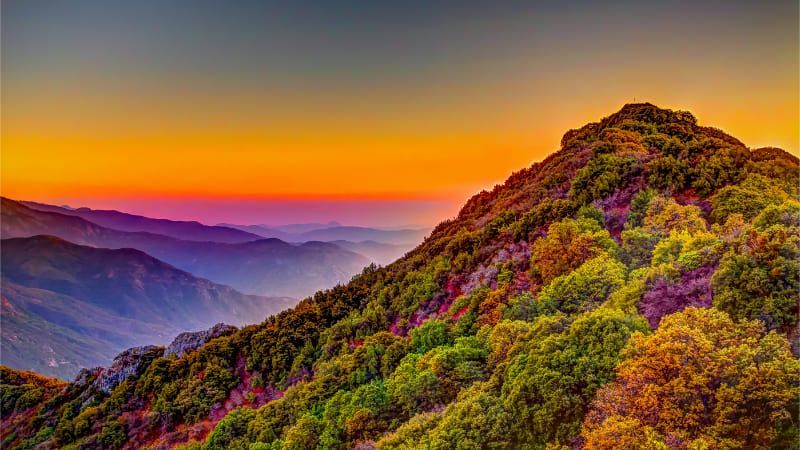 Sun through the trees