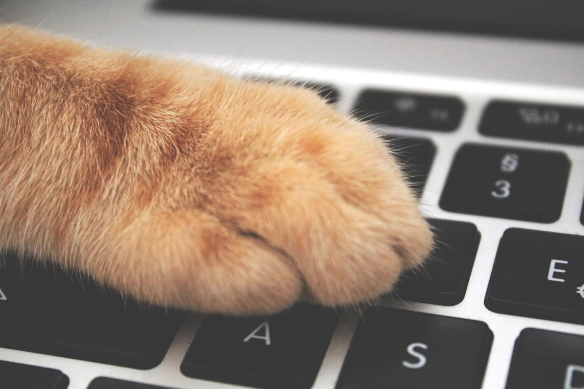 A cat paw on a keyboard