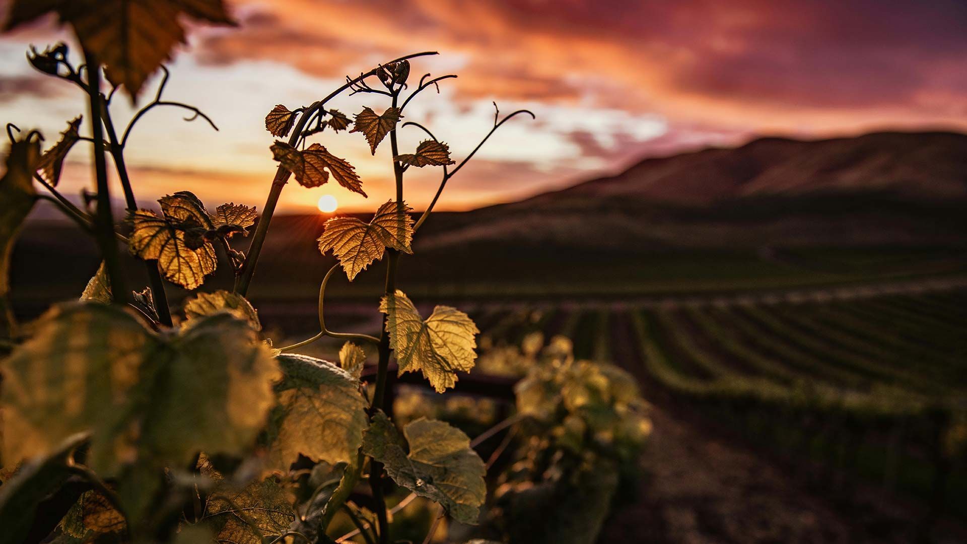 A vineyard at sunset