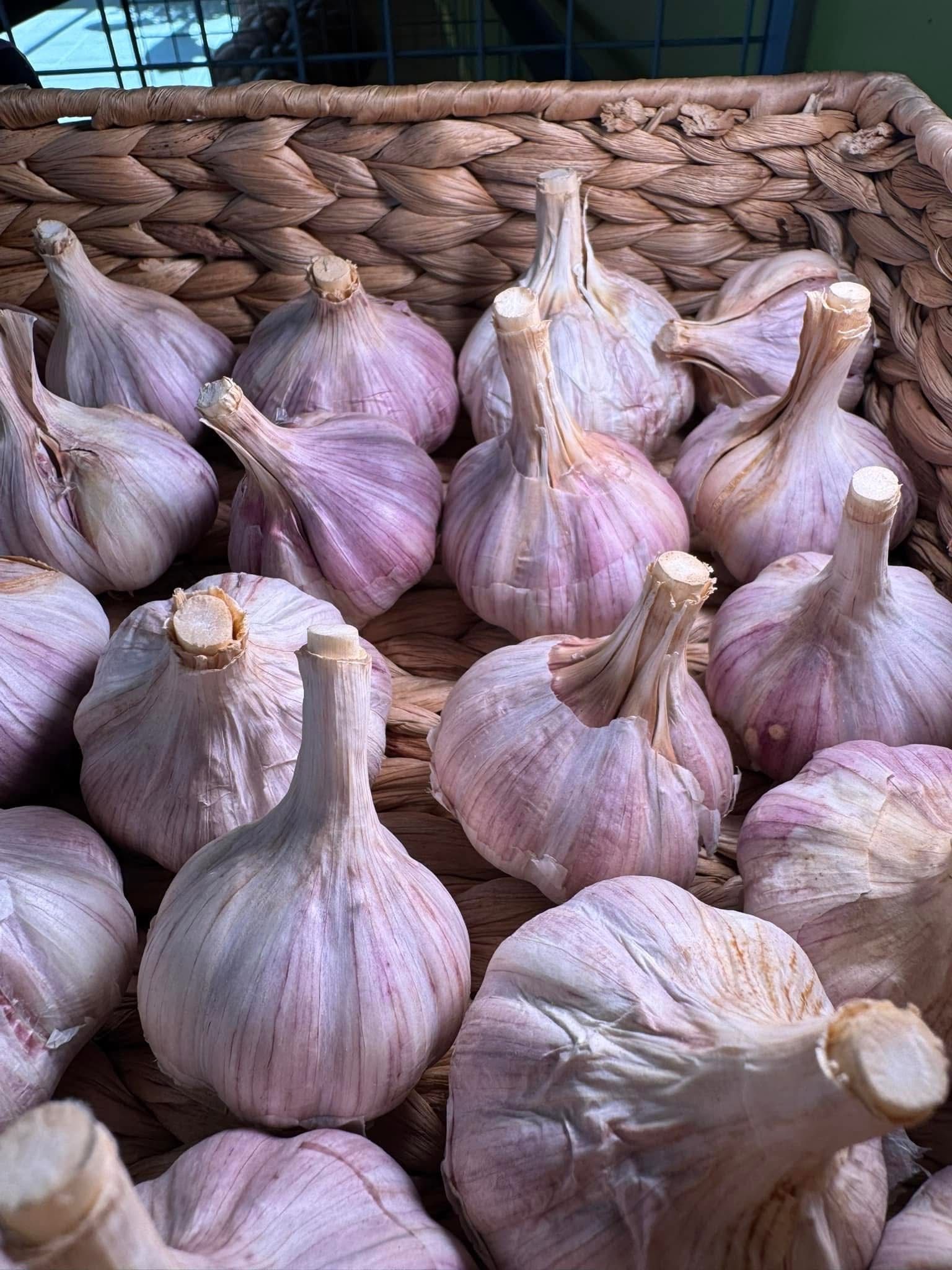 A bunch of garlic bulbs are sitting in a basket.