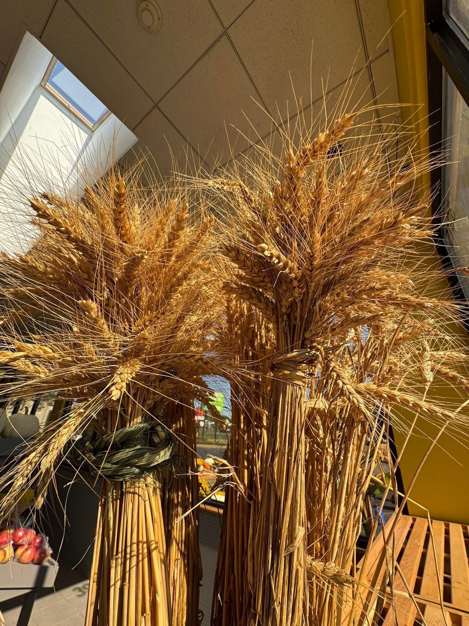 A bunch of wheat is sitting on a table in a room.