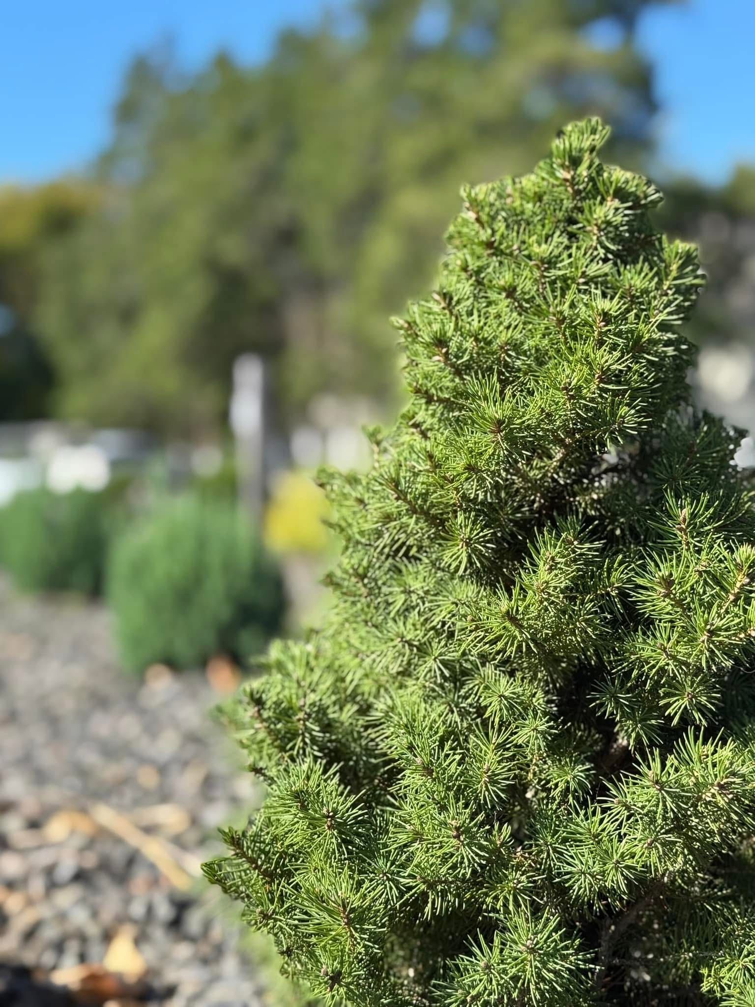 A close up of a small green tree in a garden.