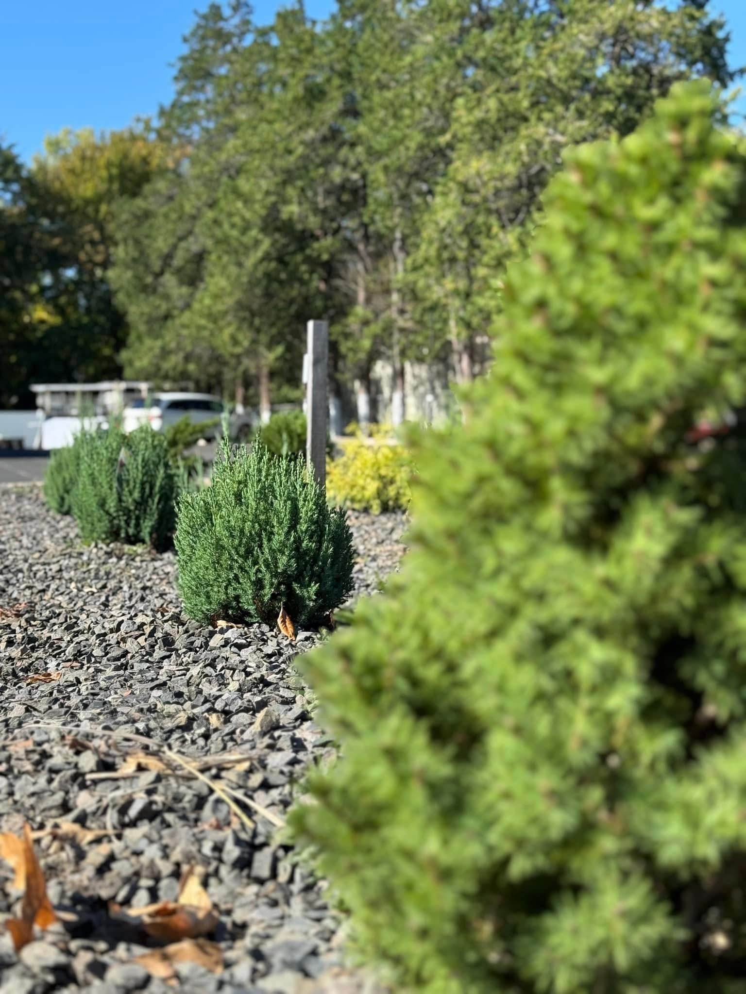 A row of trees and bushes growing in a gravel area.