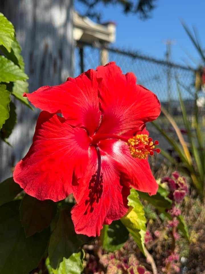 A close up of a red hibiscus flower in a garden.