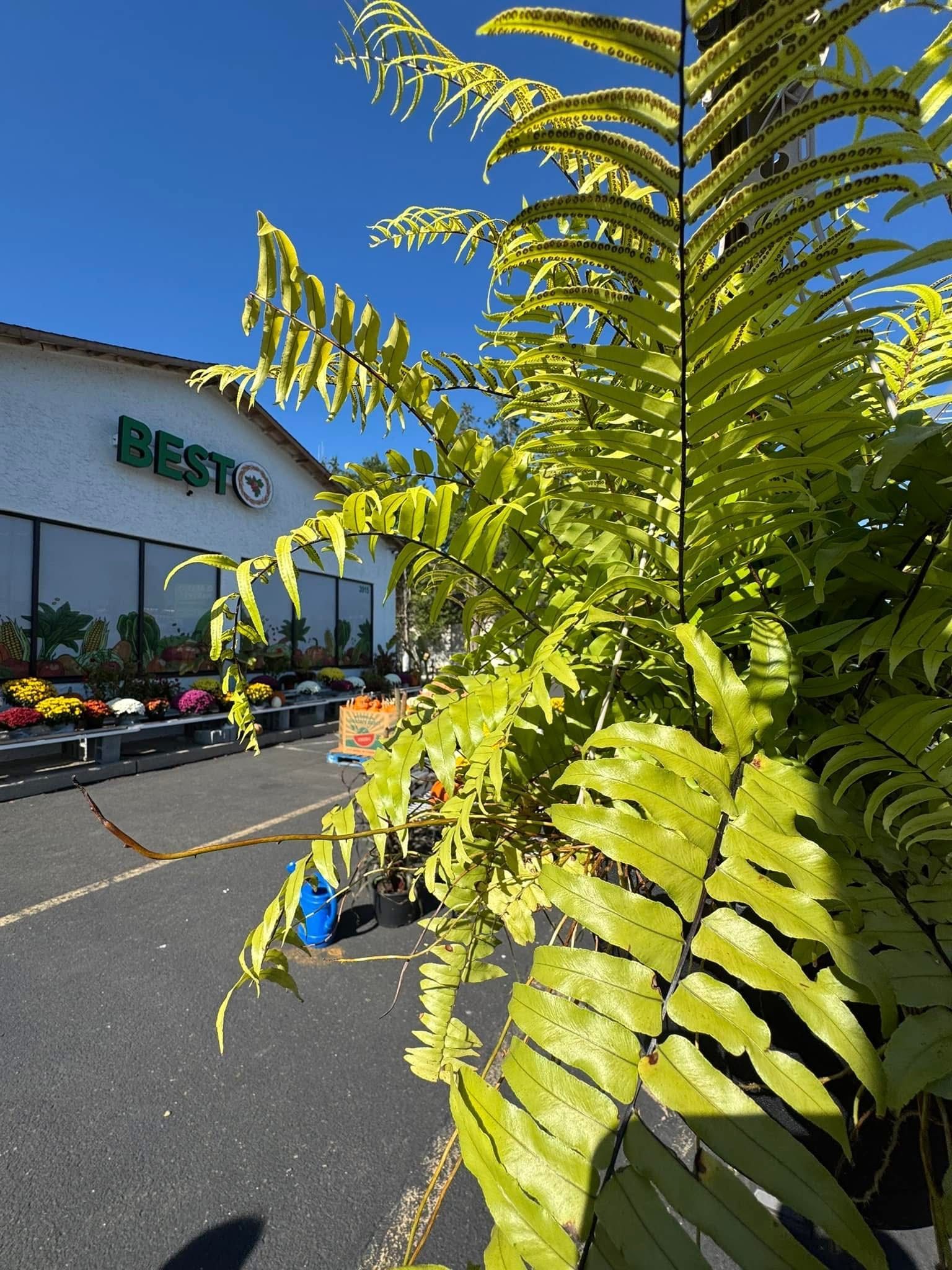 A fern is growing in front of a best buy store.