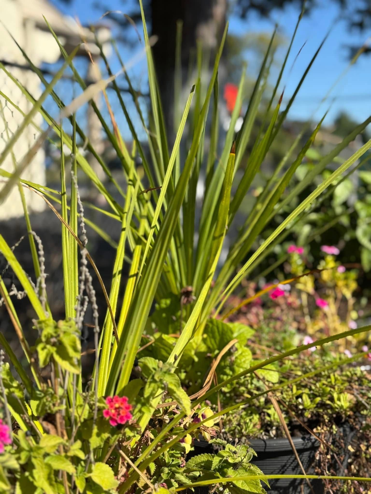 A close up of a plant with a pink flower in the background.