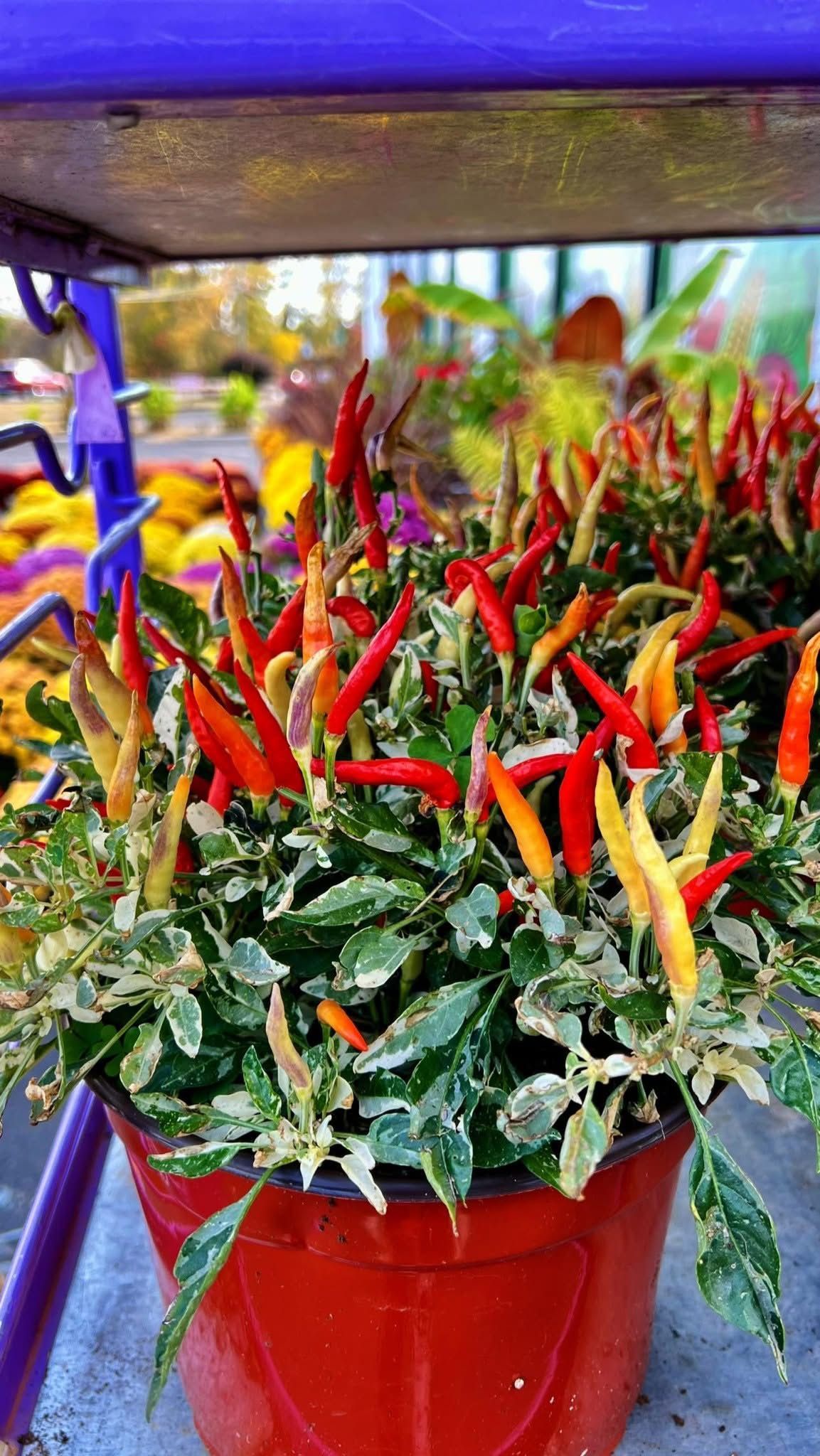 A close up of a potted plant with red and yellow peppers.
