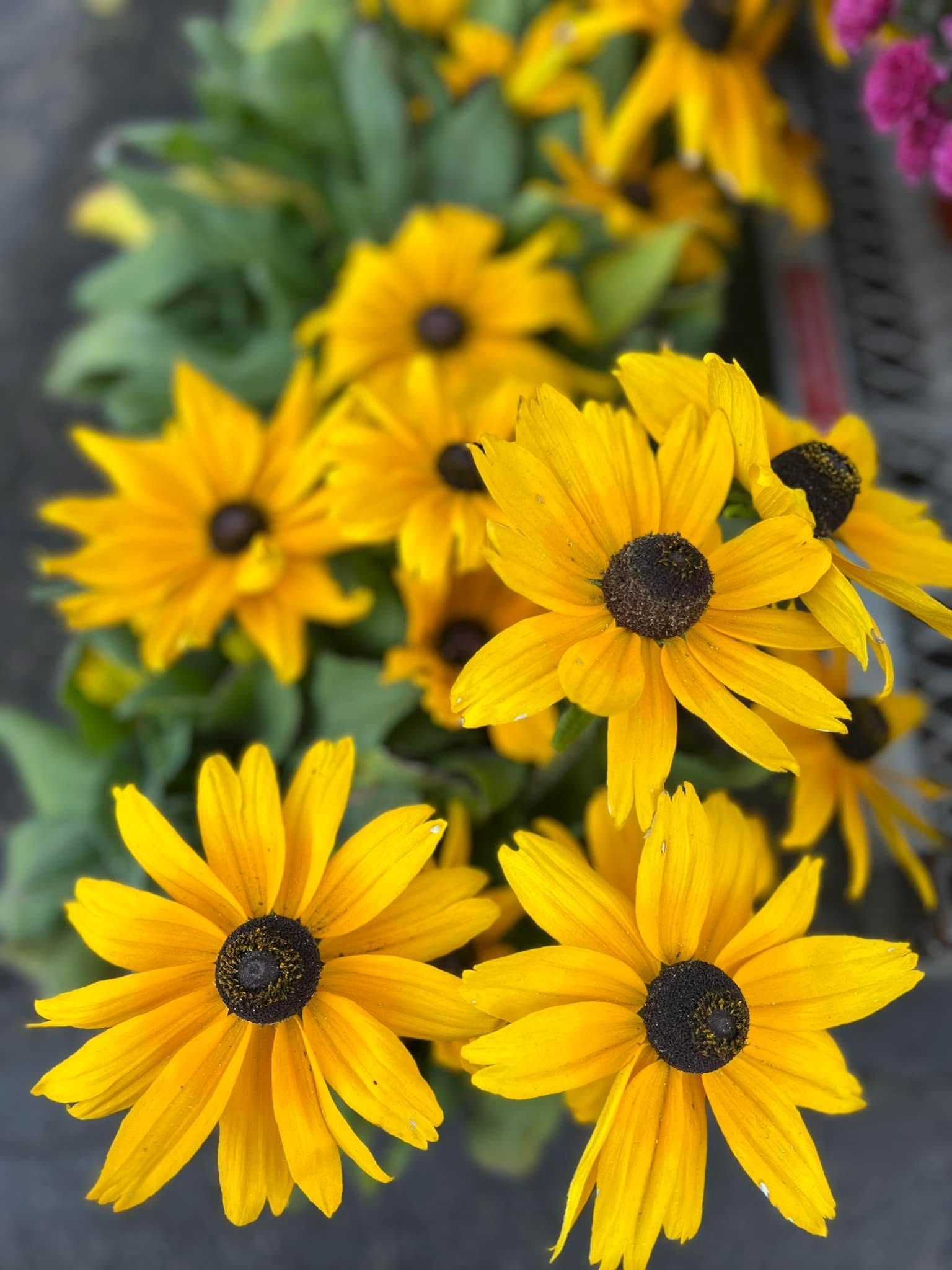 A bunch of yellow flowers with black centers