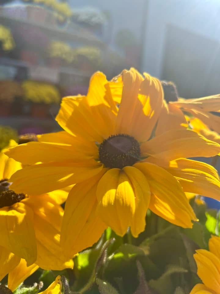 A close up of a yellow flower with a black center