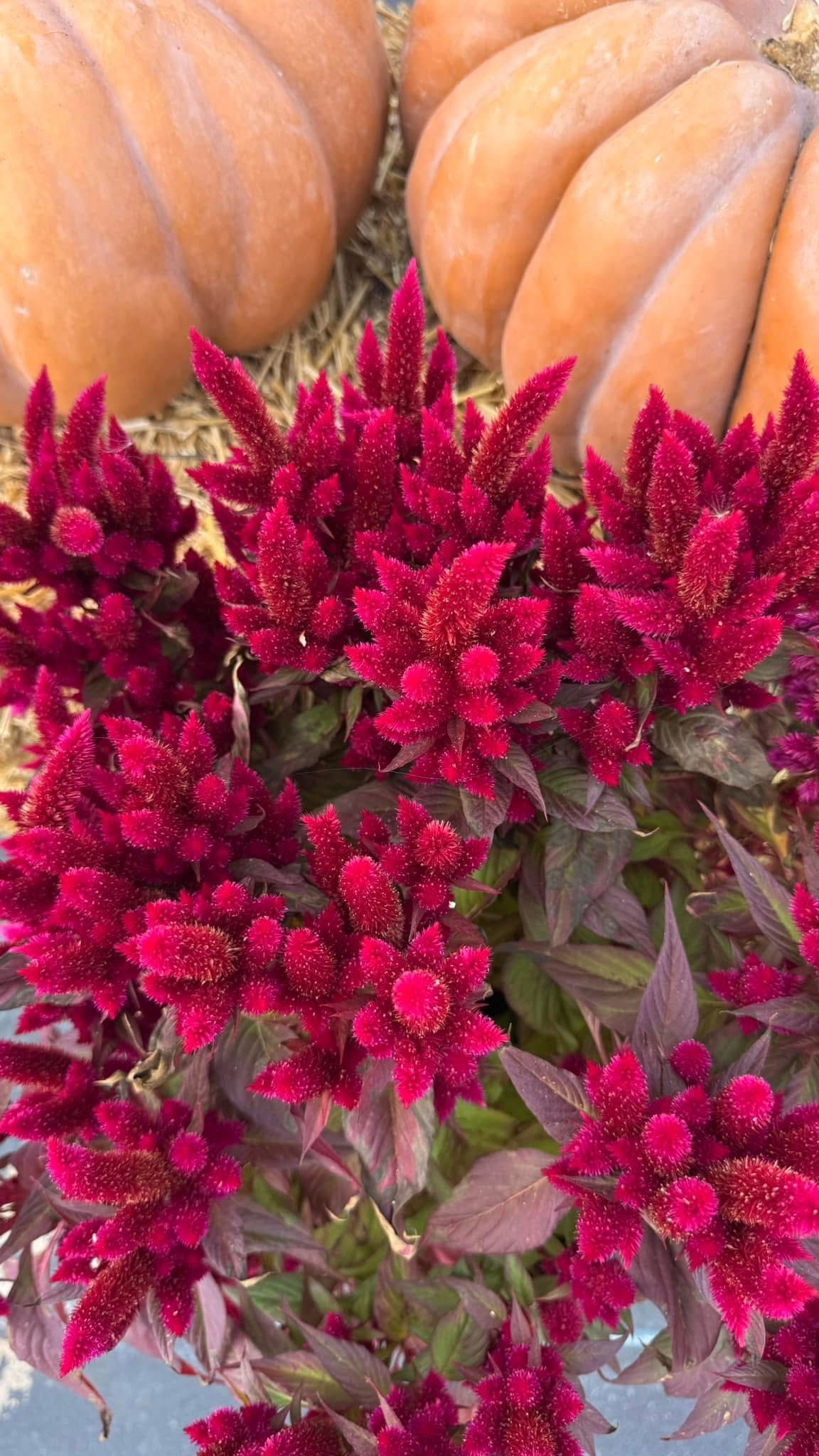 A bunch of purple flowers and pumpkins are sitting on a table.