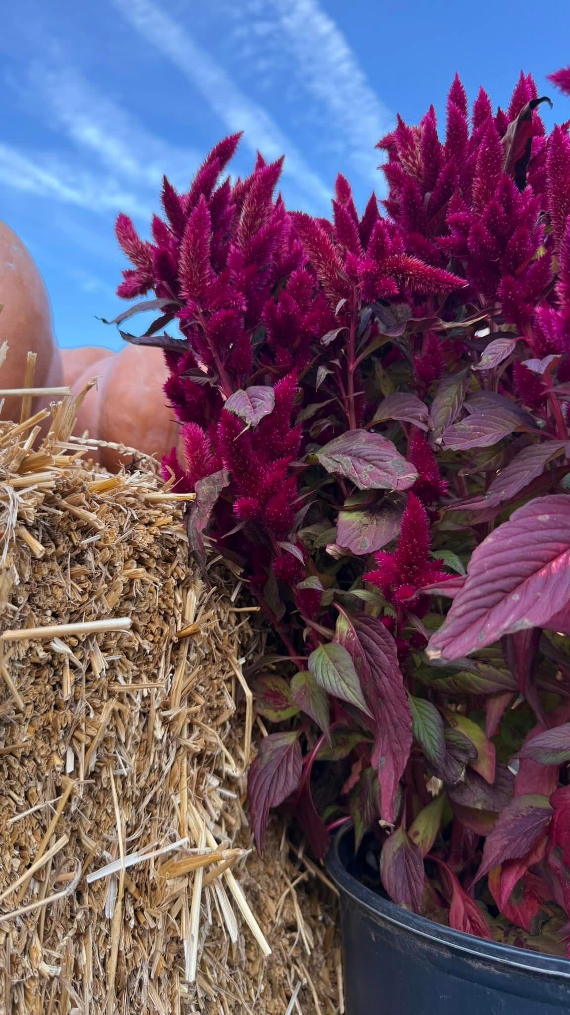 A bunch of purple flowers are sitting on top of a pile of hay.