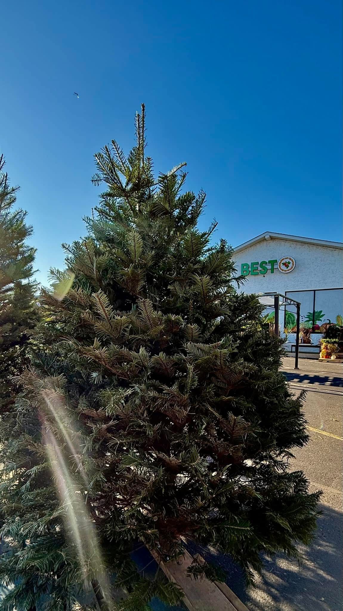 A christmas tree is sitting in front of a building on a sunny day.