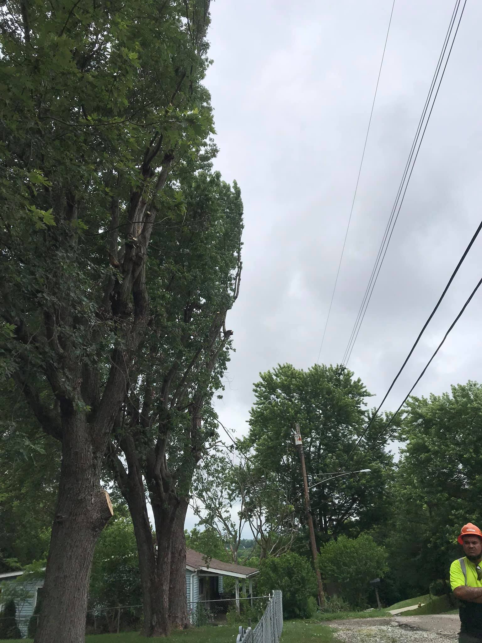 Trees And Man Near Road — Middletown, OH — Ash Tree Service Pro
