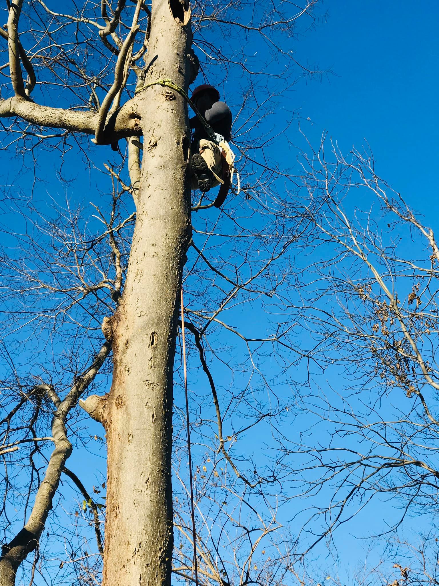Man With Helmet Working On Tree — Middletown, OH — Ash Tree Service Pro