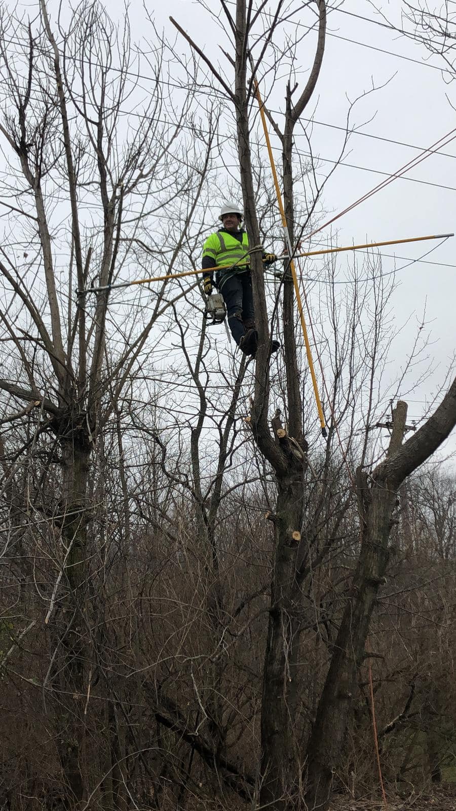 Man In Green Vest Climbing Tree — Middletown, OH — Ash Tree Service Pro