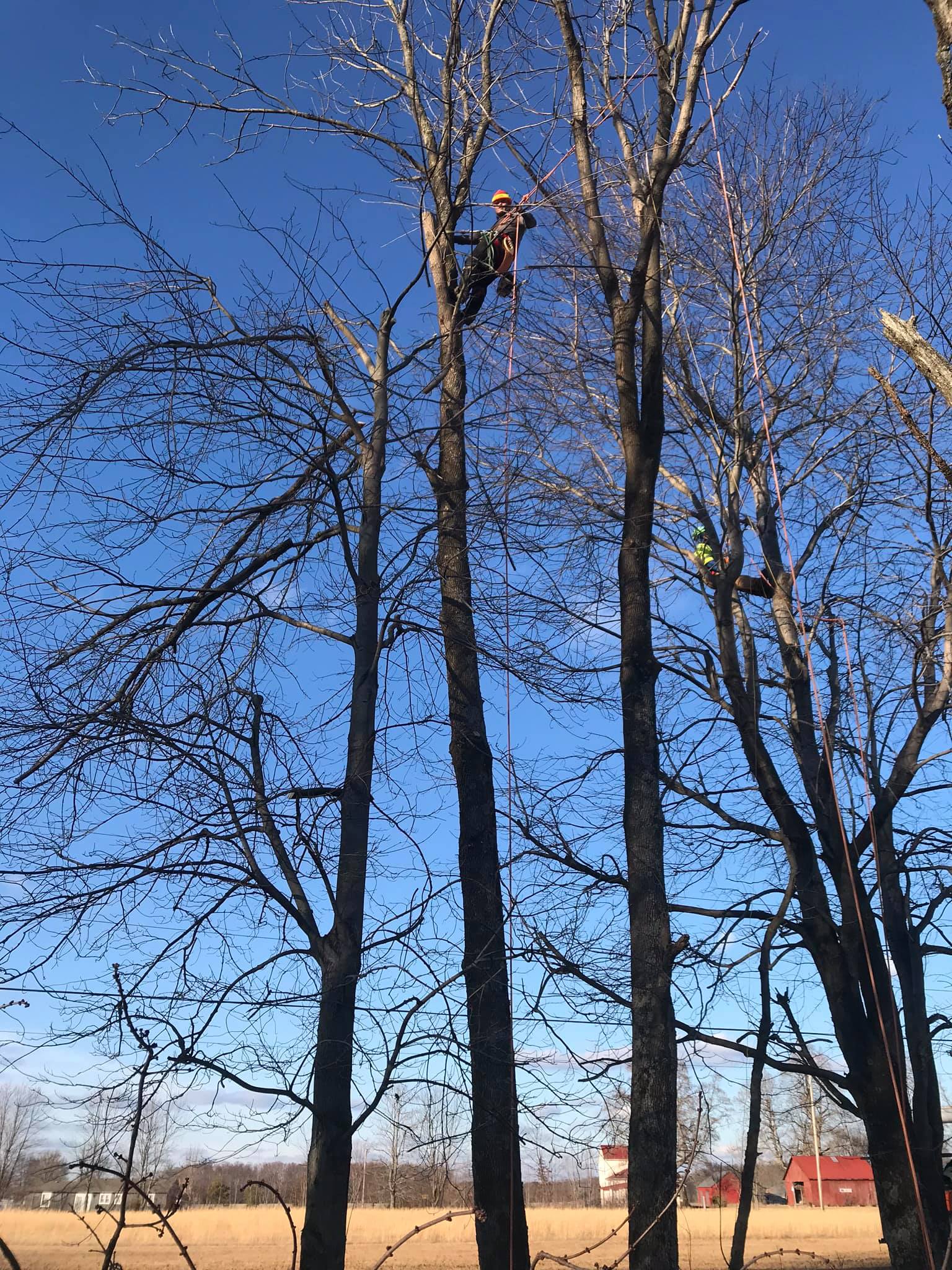 Trees Without Leaves — Middletown, OH — Ash Tree Service Pro