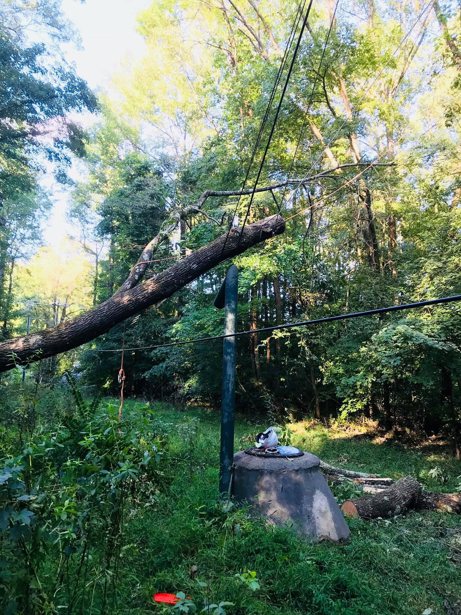 Tree Caught On Wire — Middletown, OH — Ash Tree Service Pro