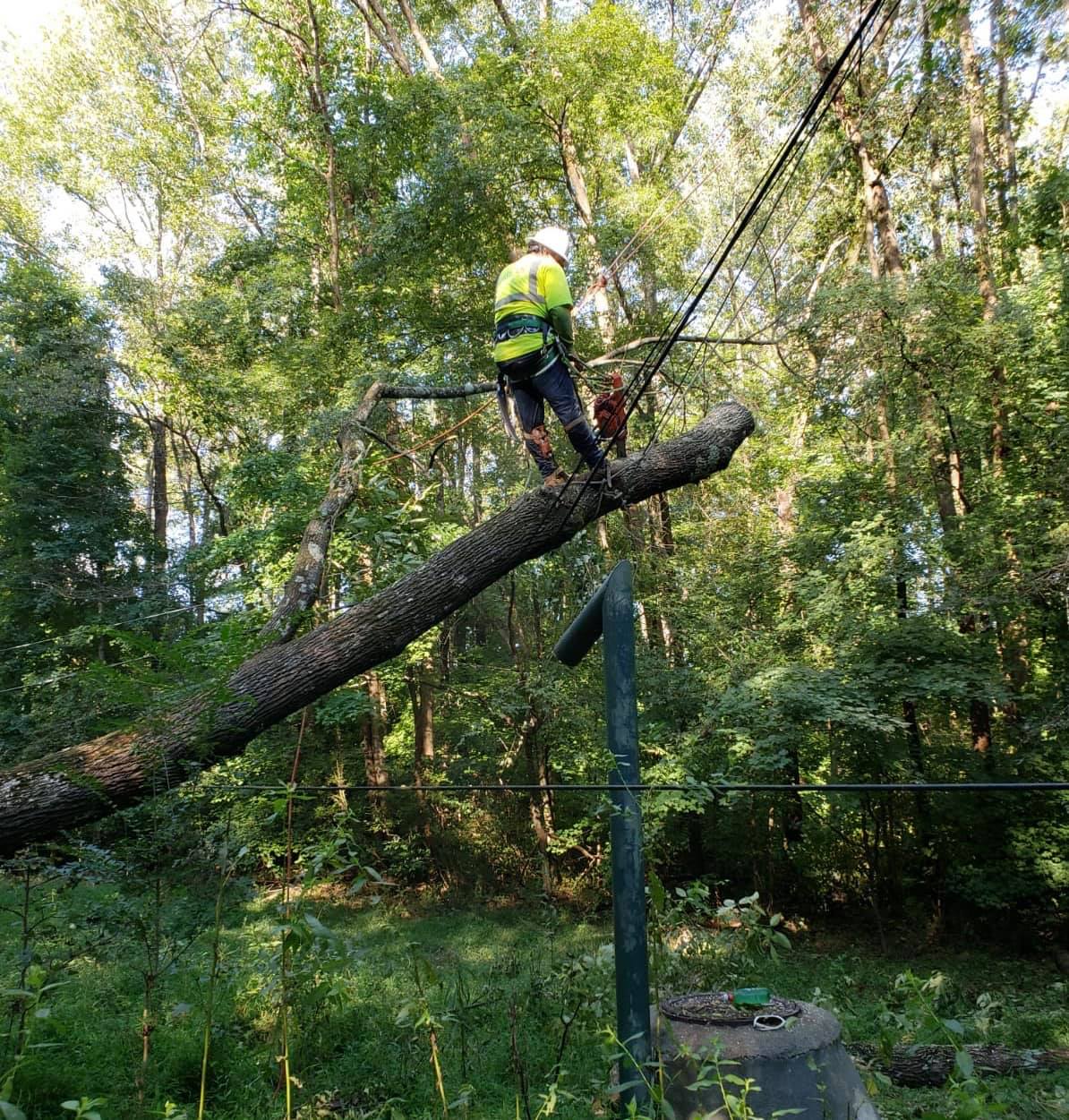 Man Cutting Tree Caught On Wire — Middletown, OH — Ash Tree Service Pro