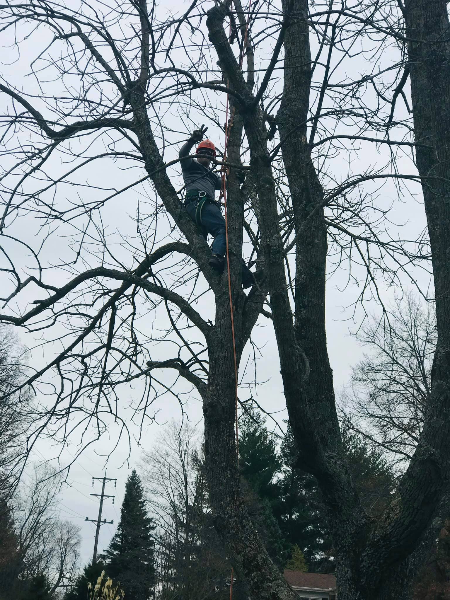 Man With Helmet On Tree — Middletown, OH — Ash Tree Service Pro