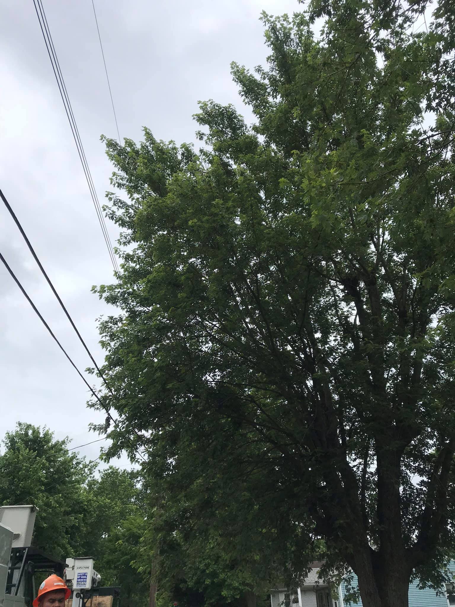 Tree And Man With Helmet — Middletown, OH — Ash Tree Service Pro