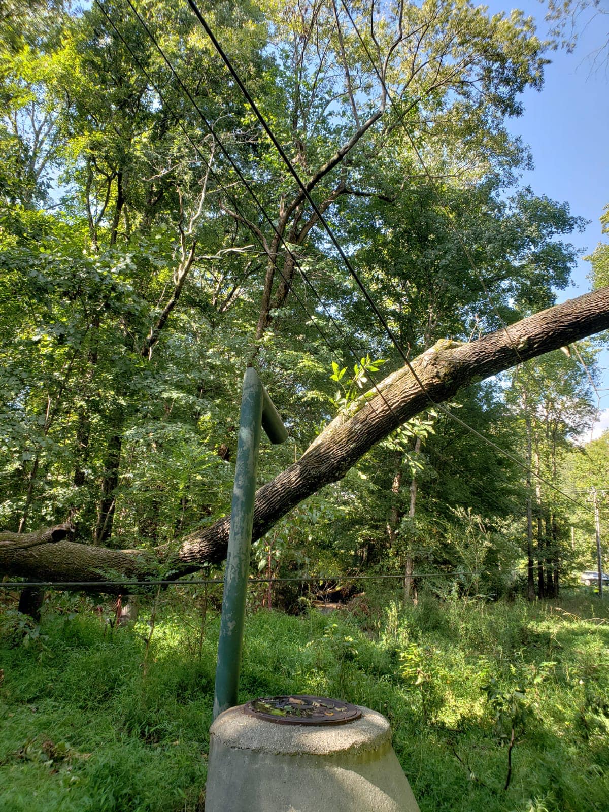 Fallen Tree Caught  In Electrical Wire — Middletown, OH — Ash Tree Service Pro