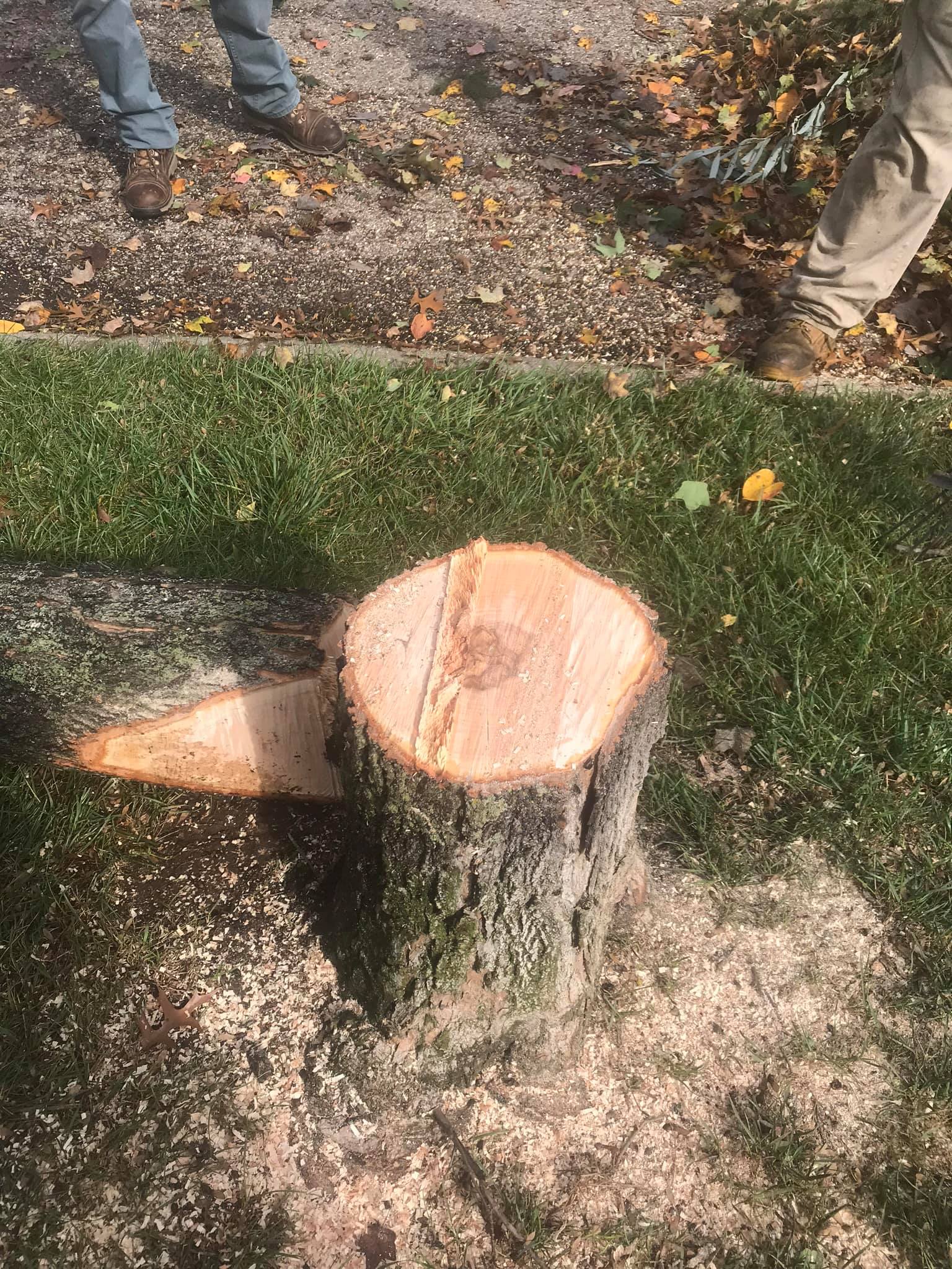 Tree Stump — Middletown, OH — Ash Tree Service Pro