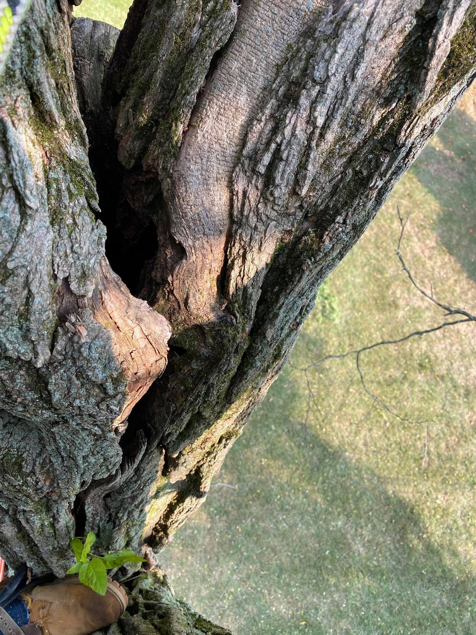 Tree Body— Middletown, OH — Ash Tree Service Pro