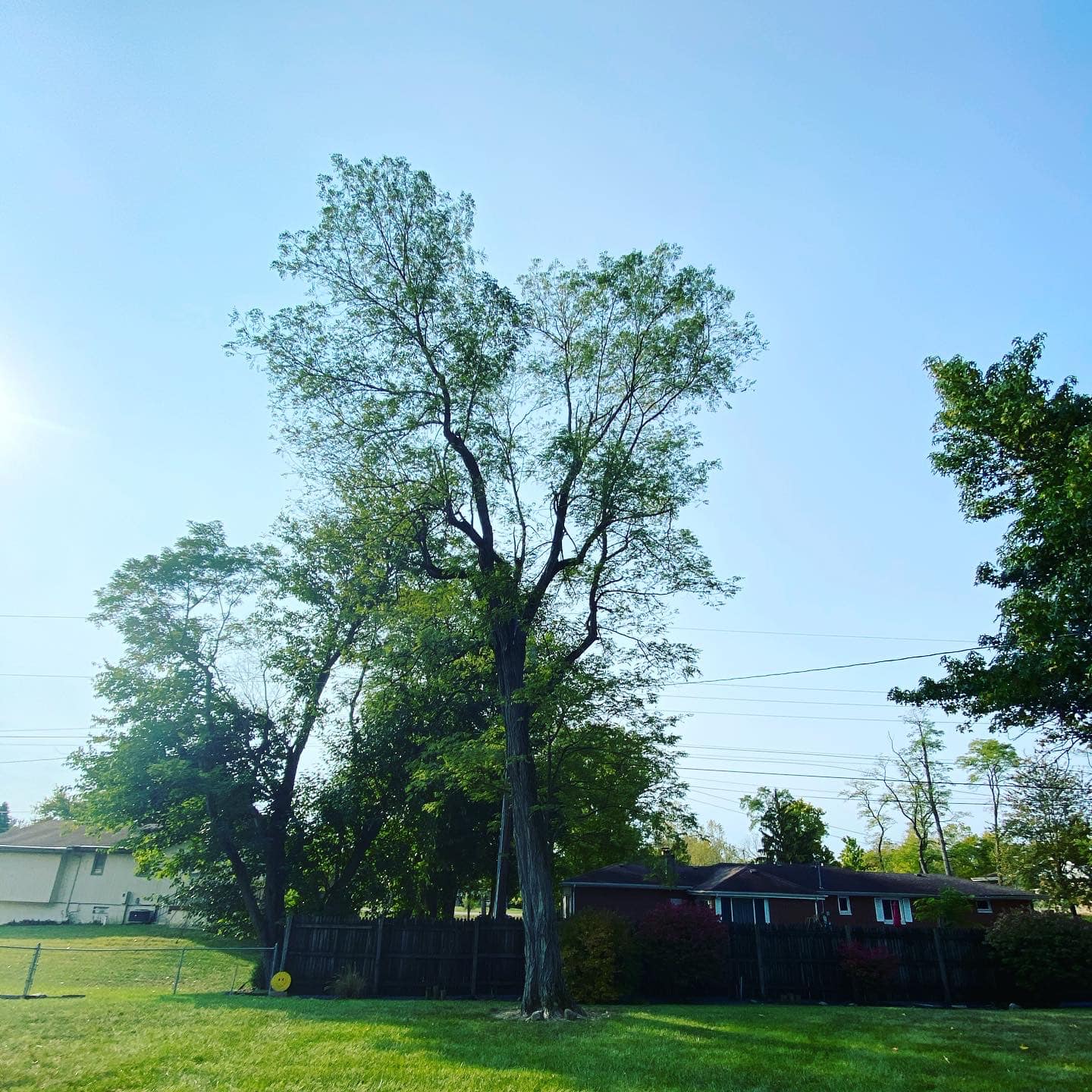 Tree On Wide Yard — Middletown, OH — Ash Tree Service Pro