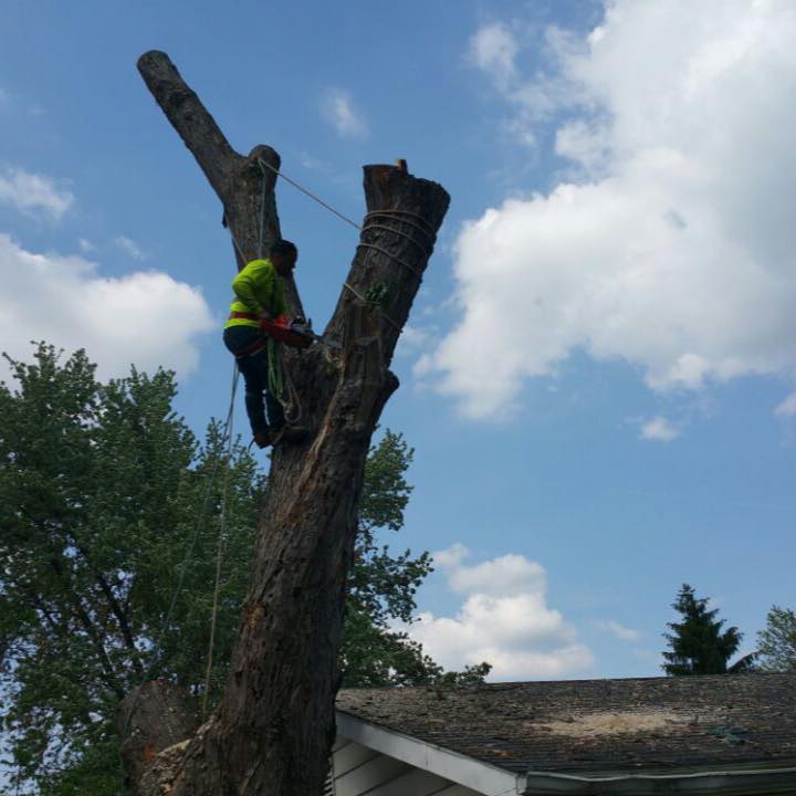 Man In Green Cutting Tree — Middletown, OH — Ash Tree Service Pro