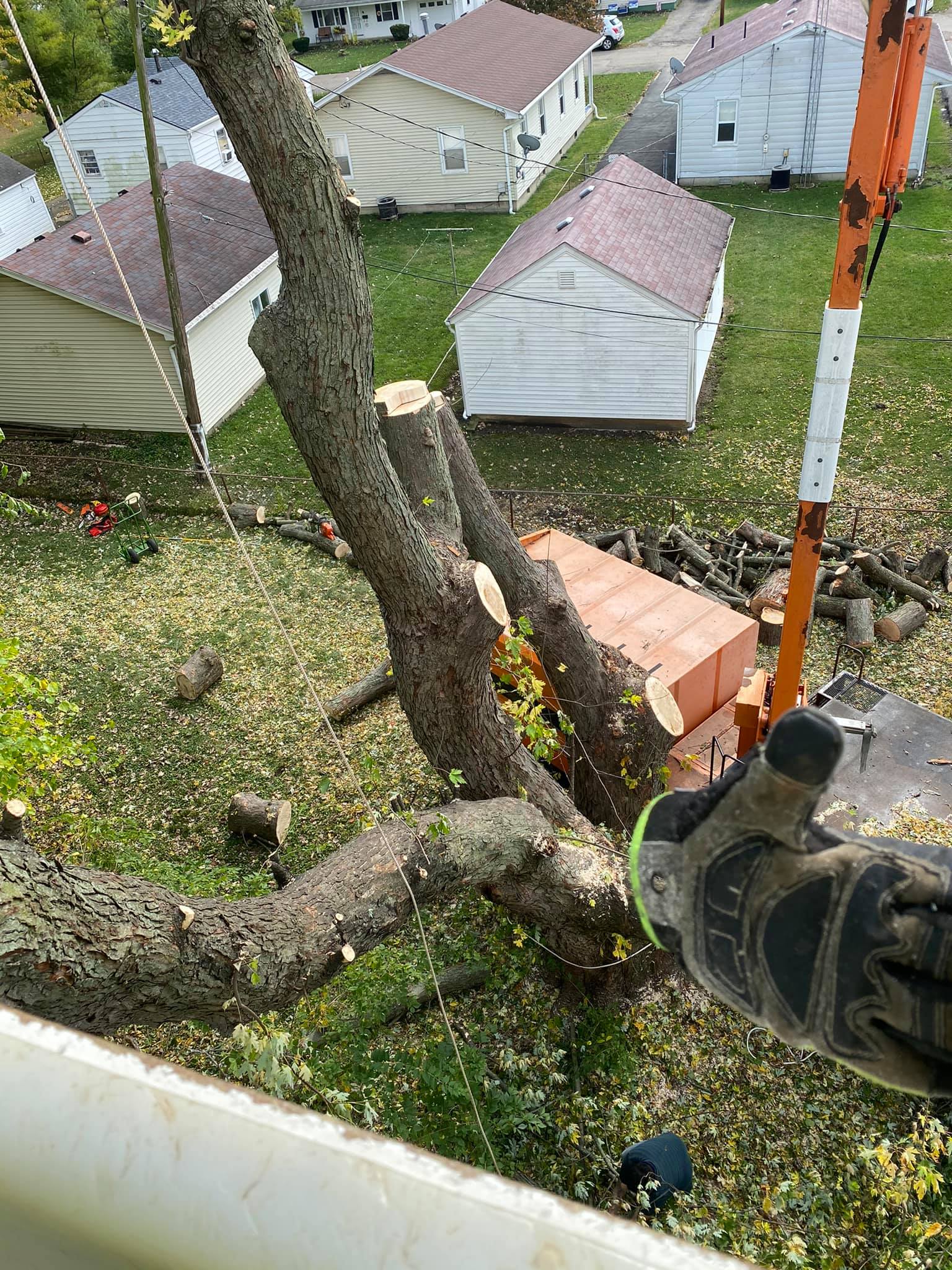 Tree With Glove — Middletown, OH — Ash Tree Service Pro