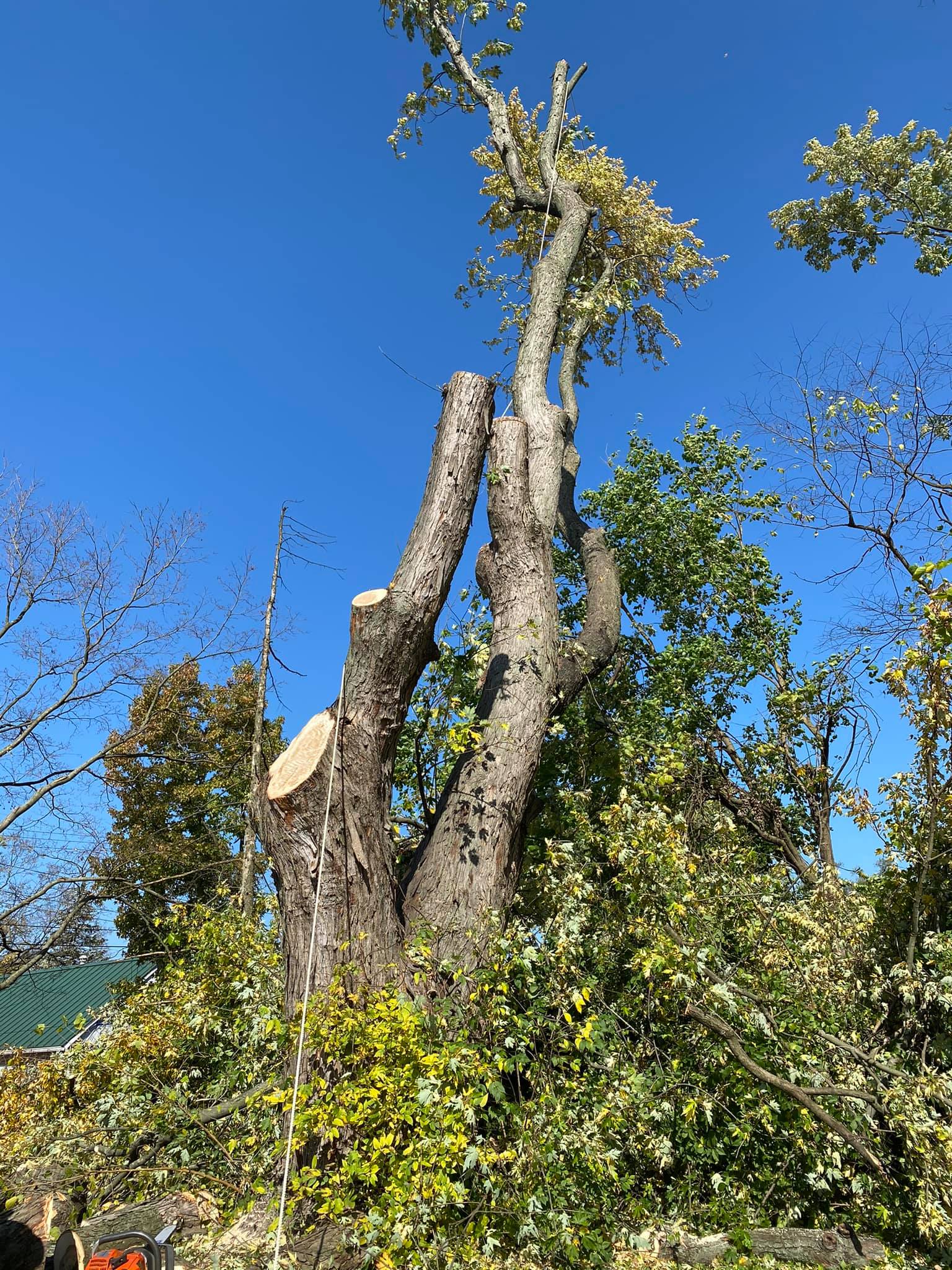 Trimmed Down Tree — Middletown, OH — Ash Tree Service Pro