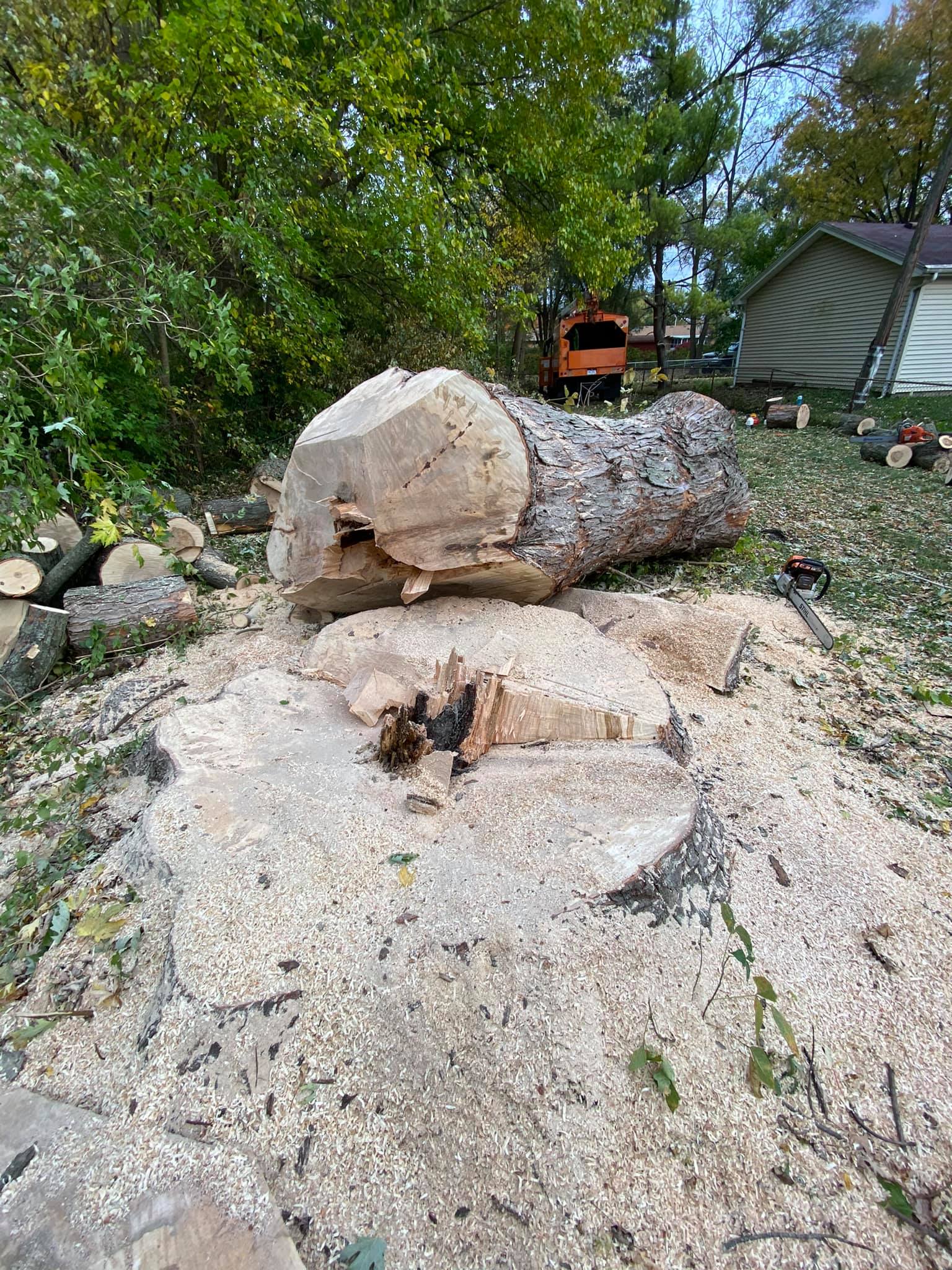 Cut Down Tree On Ground— Middletown, OH — Ash Tree Service Pro
