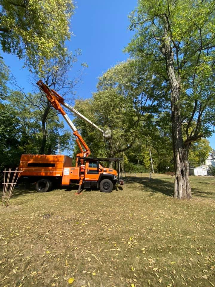 Orange Heavy Machine With Trees — Middletown, OH — Ash Tree Service Pro