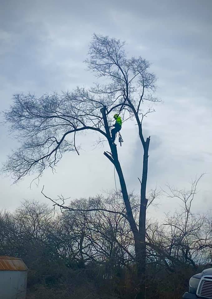 Man In Green On Tree — Middletown, OH — Ash Tree Service Pro