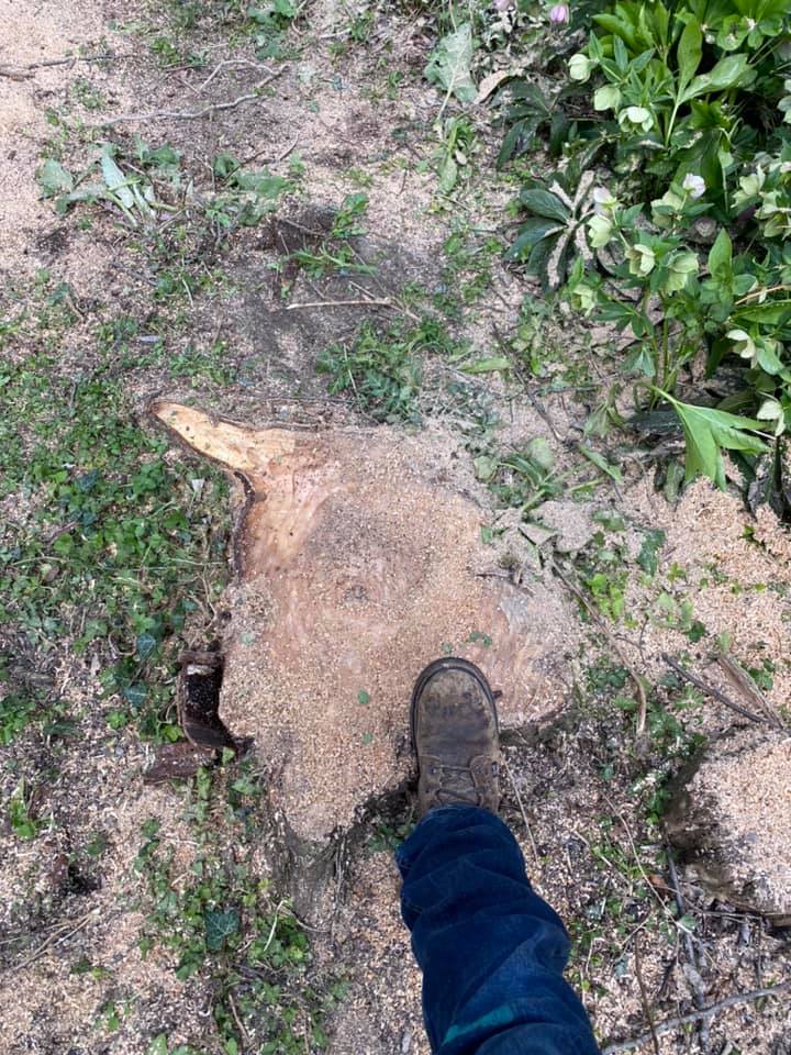 Tree Stump With Foot— Middletown, OH — Ash Tree Service Pro
