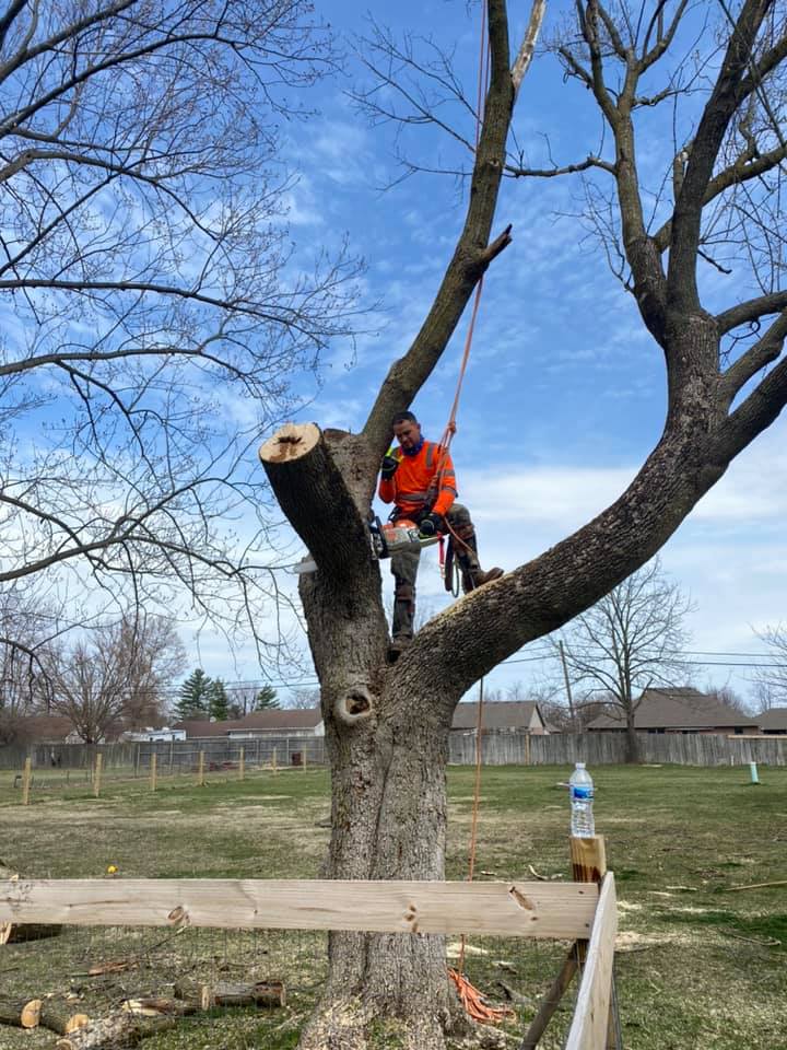 Man Cutting Tree Branch — Middletown, OH — Ash Tree Service Pro
