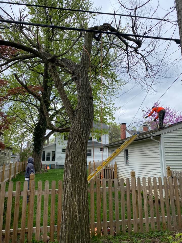 Tree With Structure Behind Fence — Middletown, OH — Ash Tree Service Pro