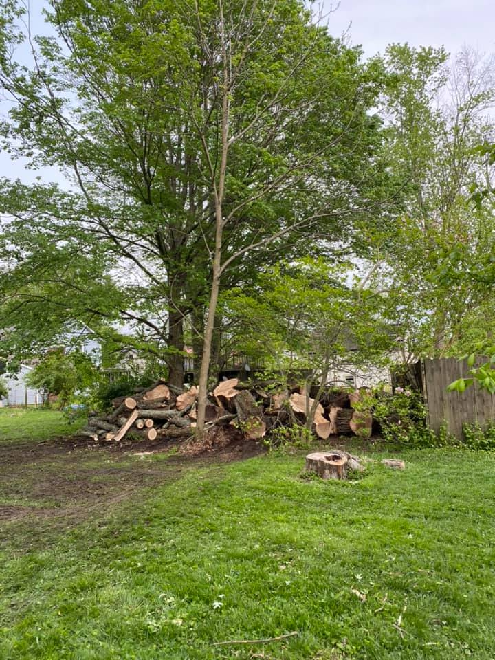 Trees And Logs — Middletown, OH — Ash Tree Service Pro